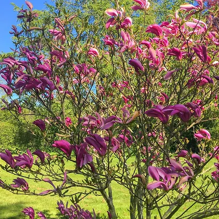 Two-bedroom With A Fireplace 05 * Гиллеляйе